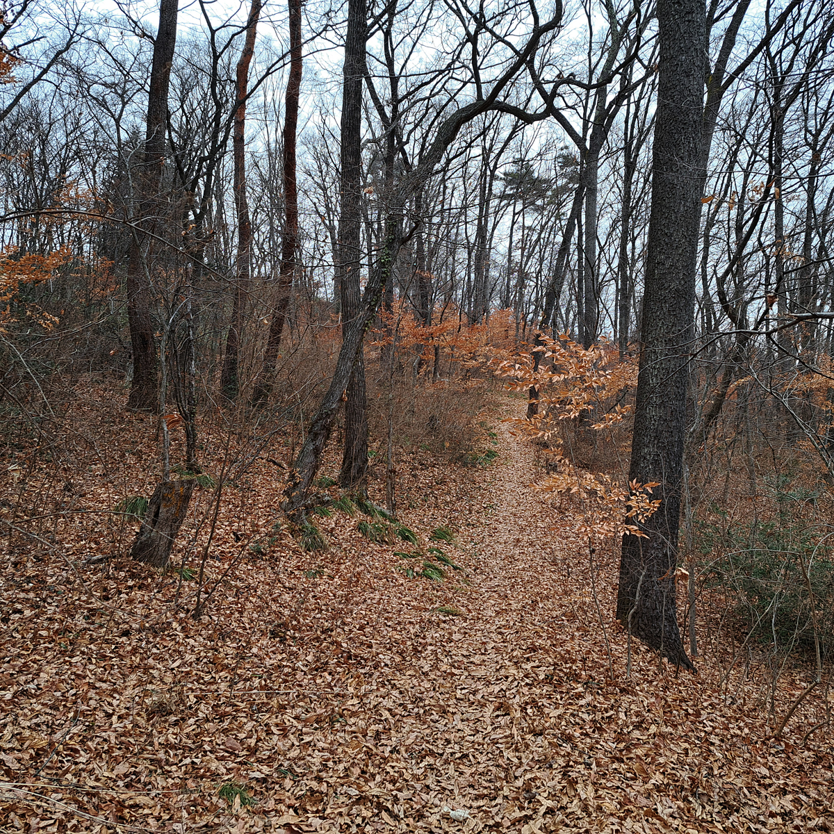いつもの近所の森