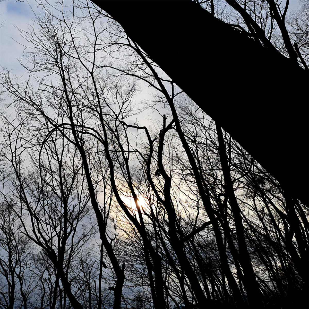 いつもの近所の森