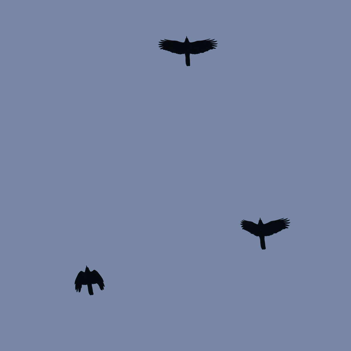 ハシボソガラス