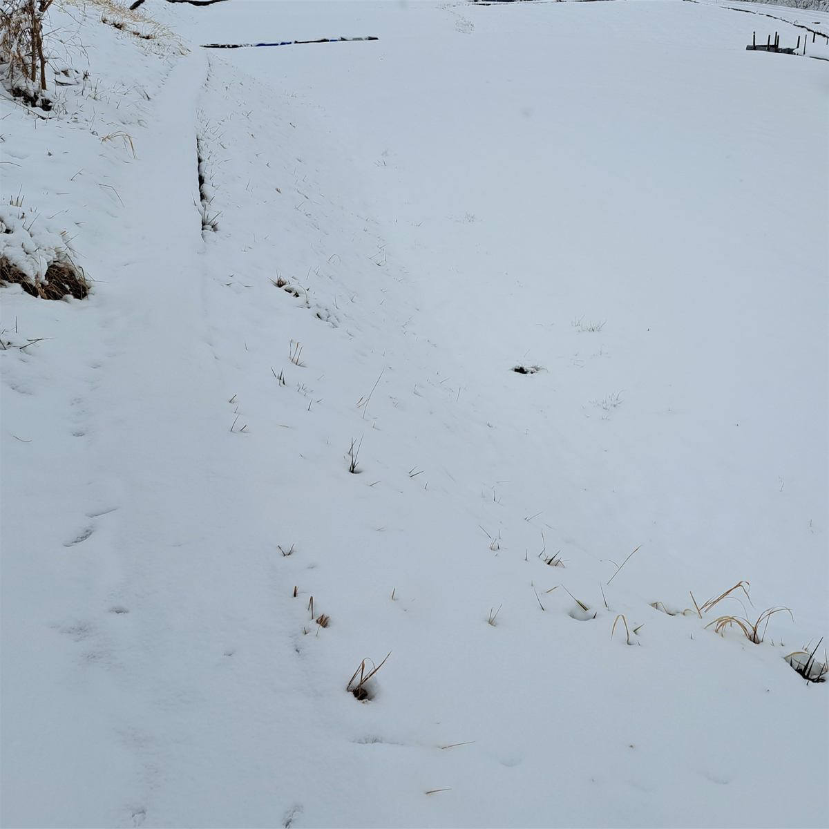 雪の田んぼと畦道