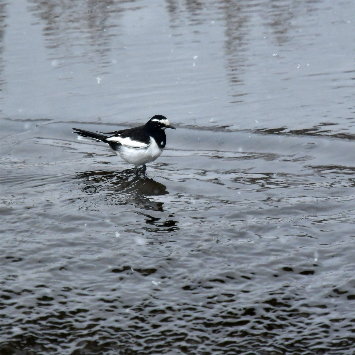 セグロセキレイ