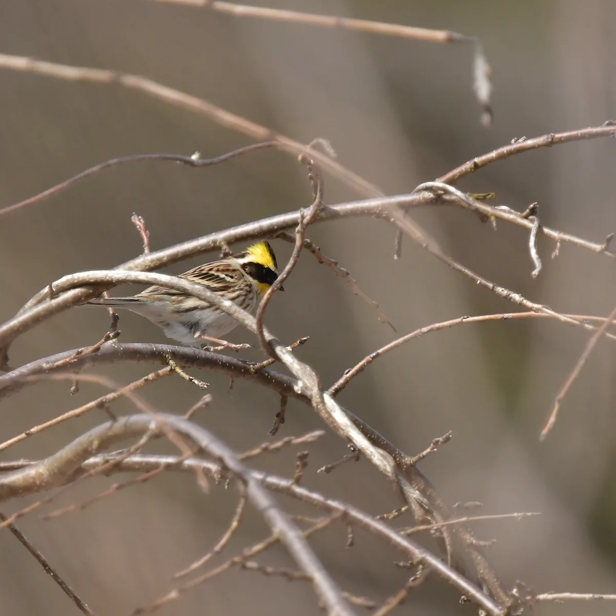 ミヤマホオジロ