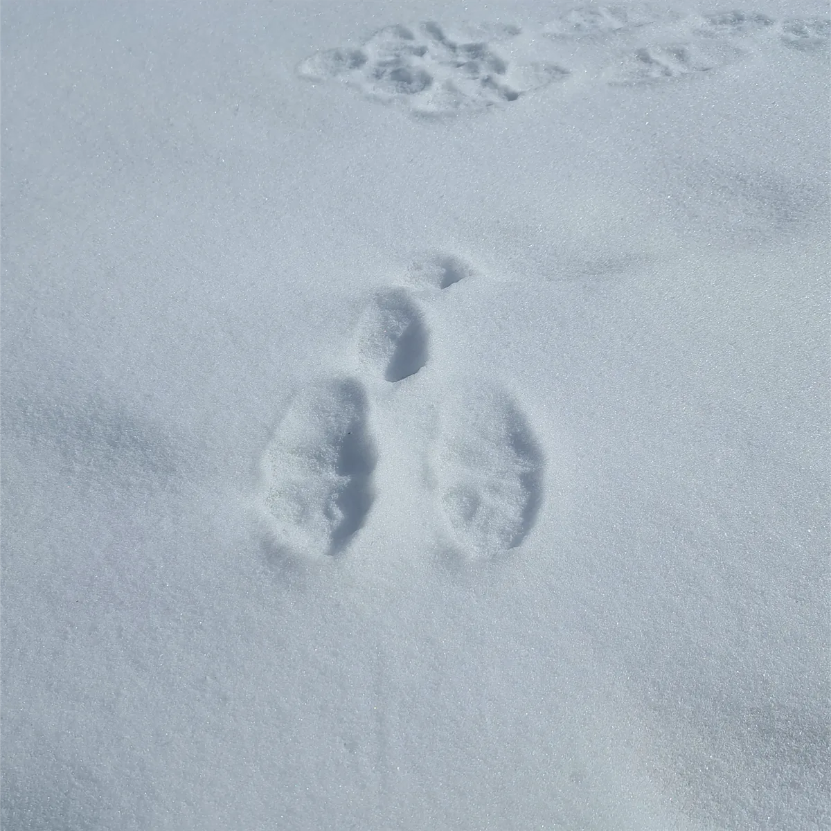 ノウサギの足跡
