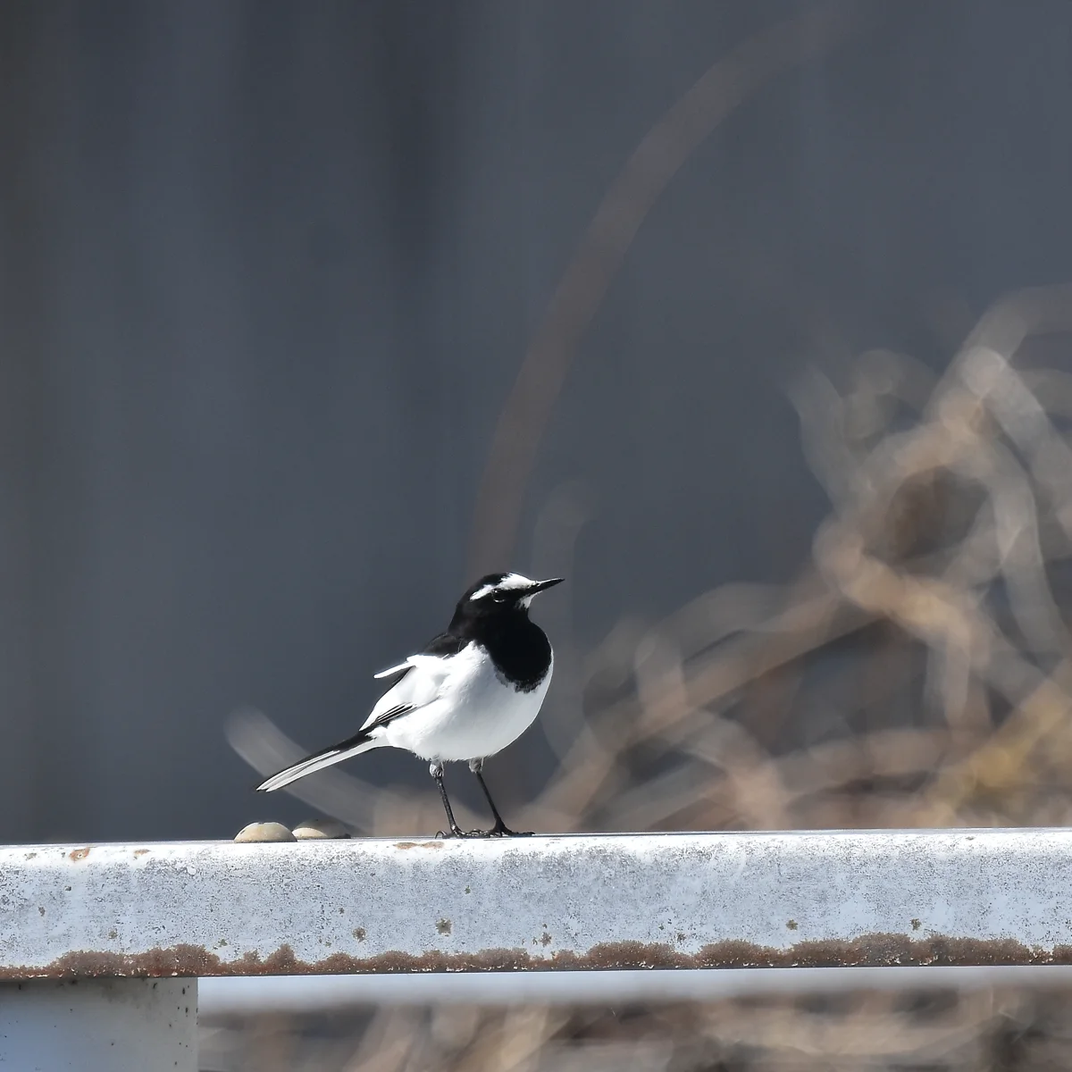 セグロセキレイ