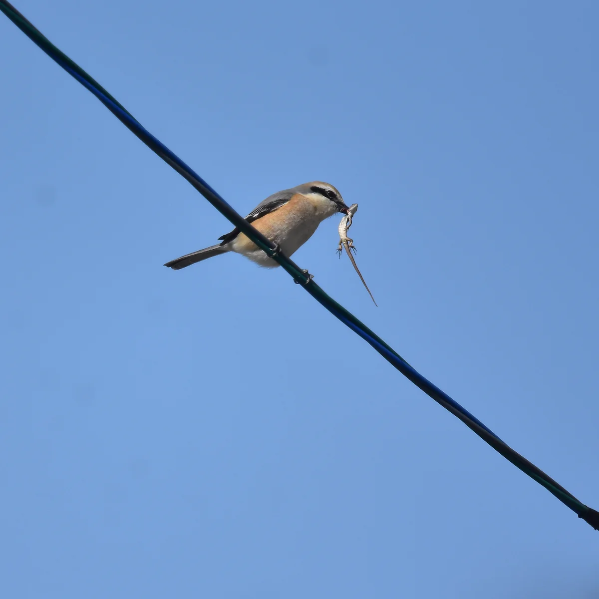 カナヘビをくわえたモズ