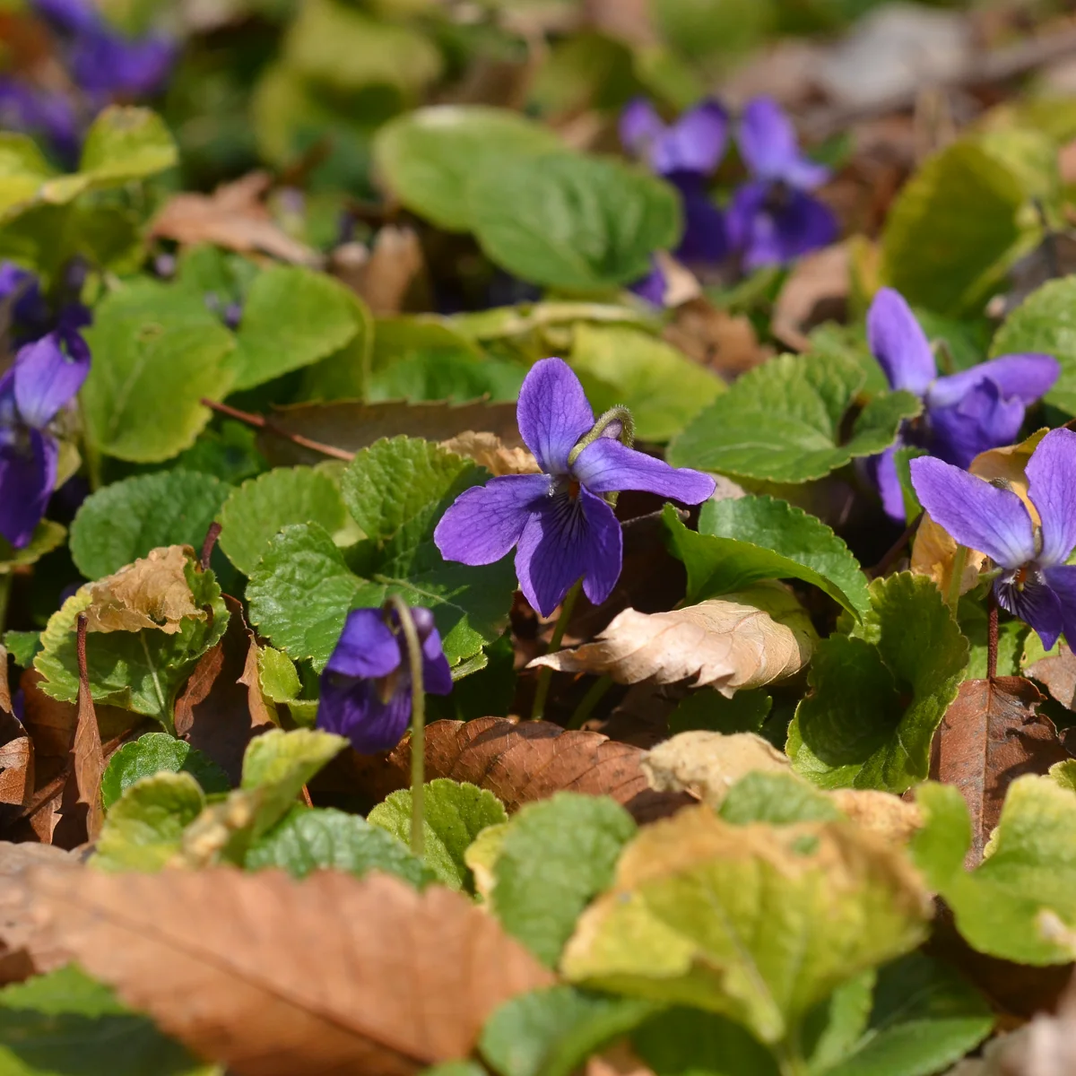 ニオイスミレ群落