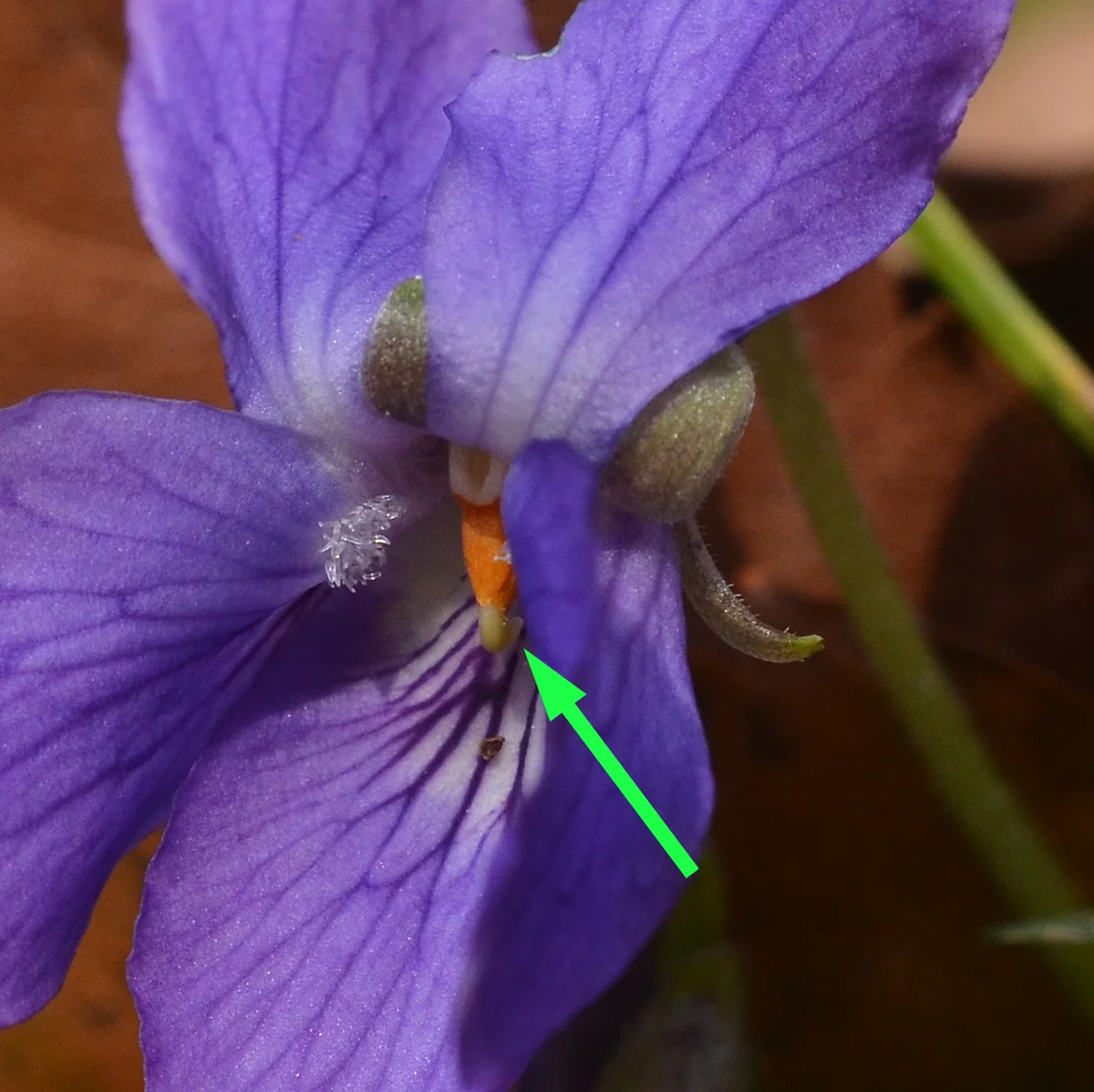 ニオイスミレ柱頭