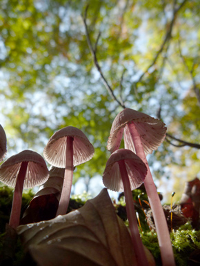 ローアングルキノコ